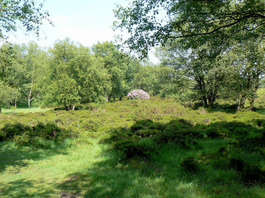 Stanton Moor Plantation Stanton Moor Plantation